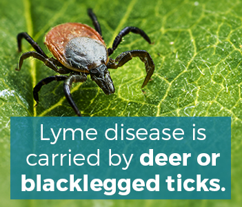 tick bite symptoms in adults